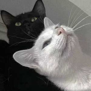 埃及猫黄化的视频
