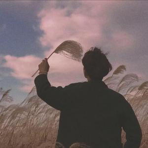 埃及猫黄化的视频
